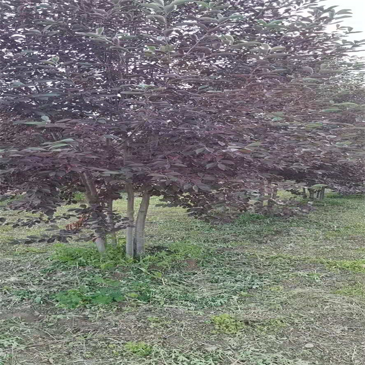 丛生紫叶稠李辽宁种植基地销往全国各地  内蒙古紫叶稠李  吉林丛生紫叶稠李  吉林紫叶李