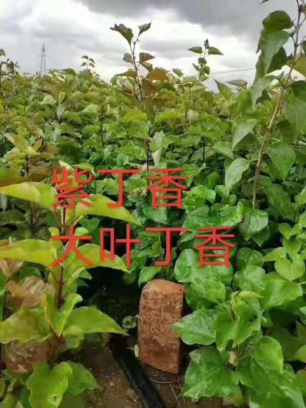 紫丁香播种小苗 小叶丁香 大叶丁香 辽宁东北种植基地  内蒙古紫丁香  新疆紫丁香  山西小叶丁香