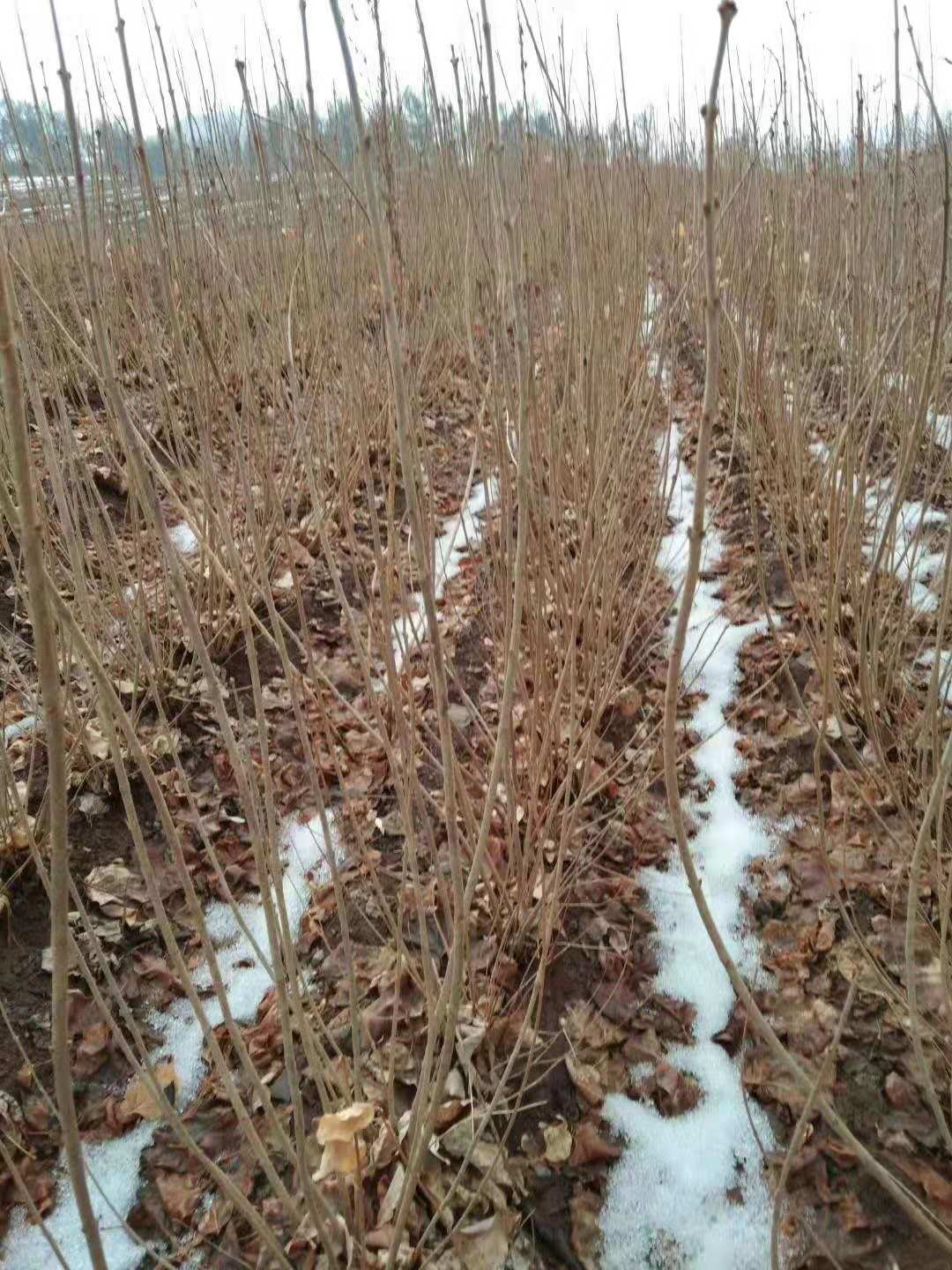 紫丁香播种小苗 小叶丁香 大叶丁香 辽宁东北种植基地  内蒙古紫丁香  新疆紫丁香  山西小叶丁香