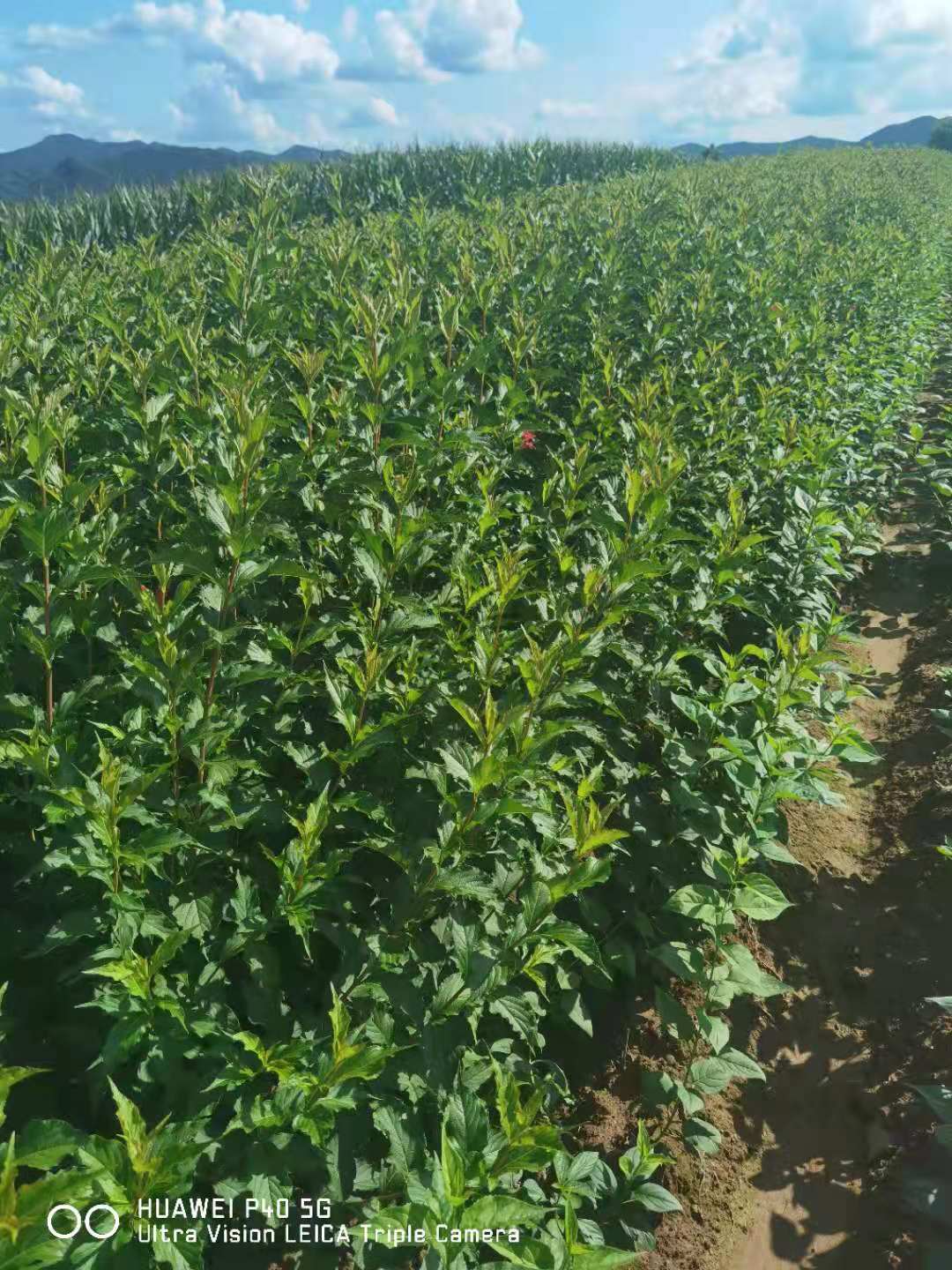 紫丁香播种小苗 小叶丁香 大叶丁香 辽宁东北种植基地  内蒙古紫丁香  新疆紫丁香  山西小叶丁香