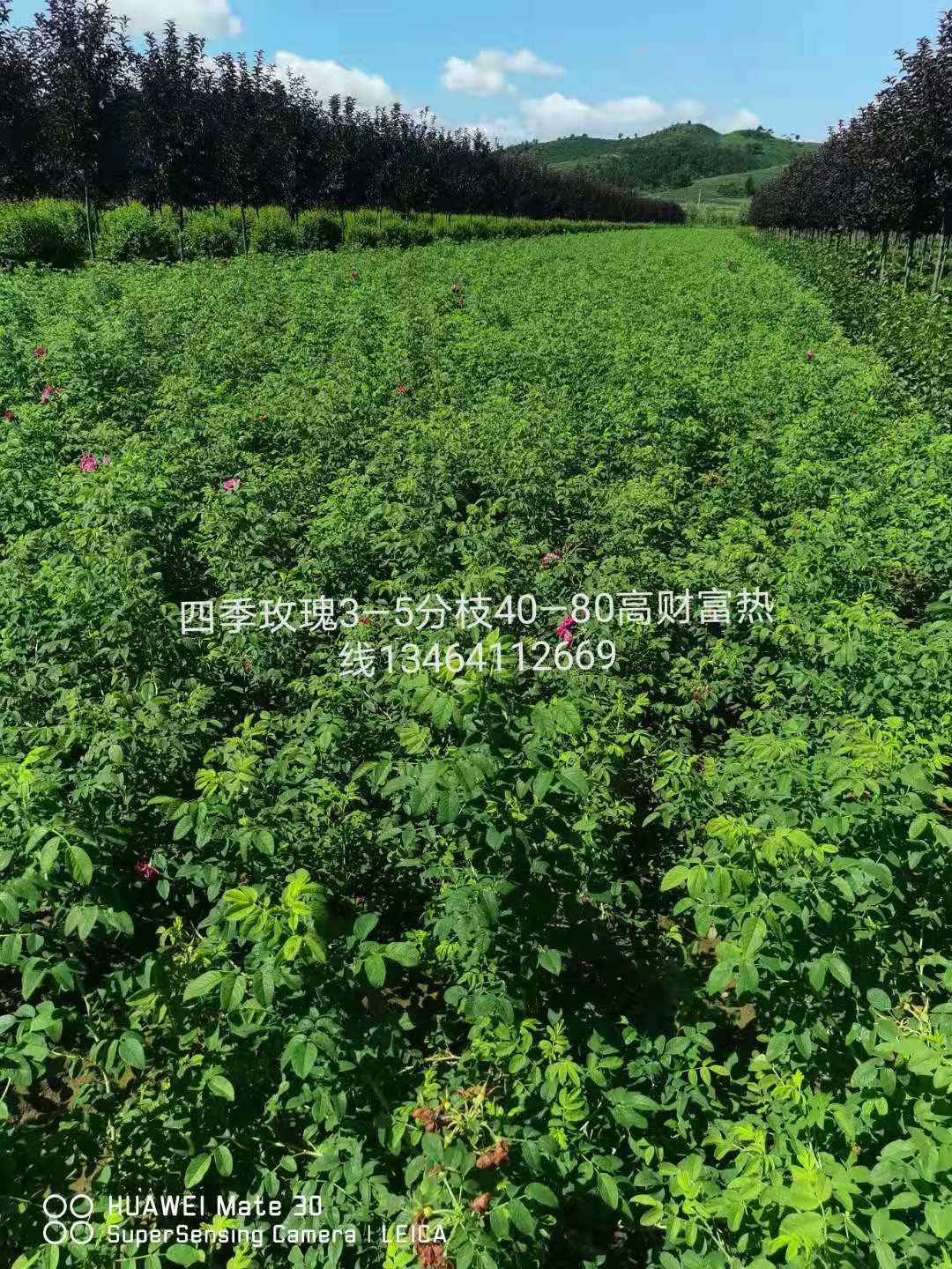 花灌木 四季玫瑰 四季玫瑰小苗 辽宁多季玫瑰营养杯苗  新疆四季玫瑰  内蒙古四季玫瑰  甘肃四季玫瑰