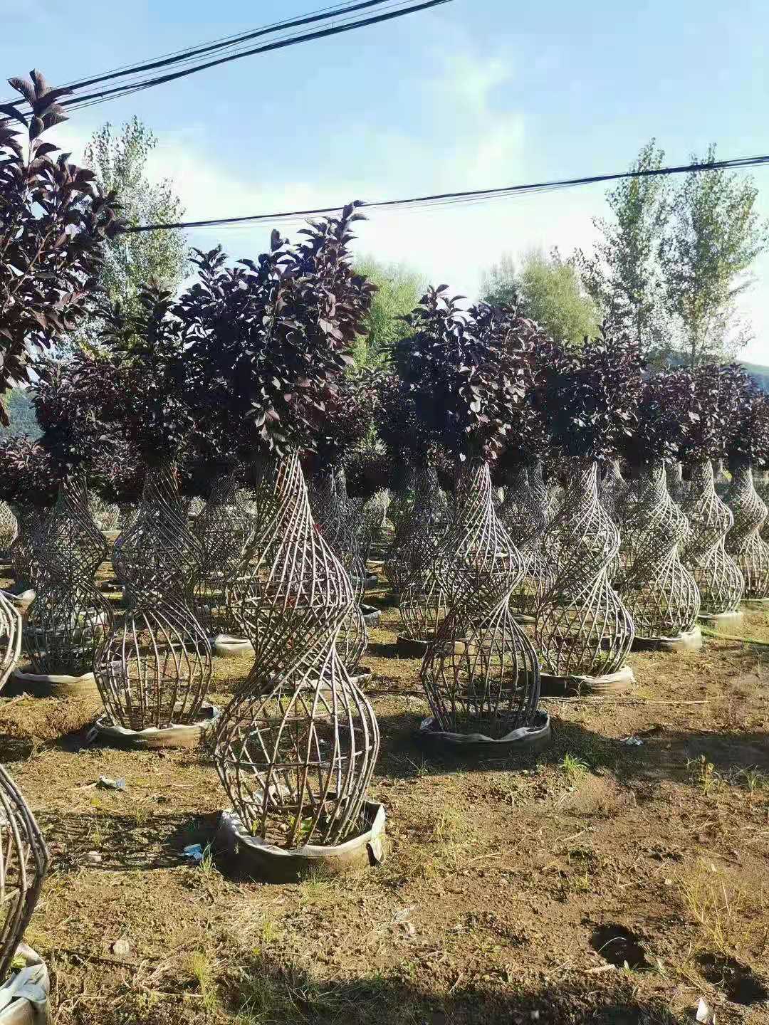 丛生紫叶稠李辽宁种植基地销往全国各地  内蒙古紫叶稠李  吉林丛生紫叶稠李  吉林紫叶李