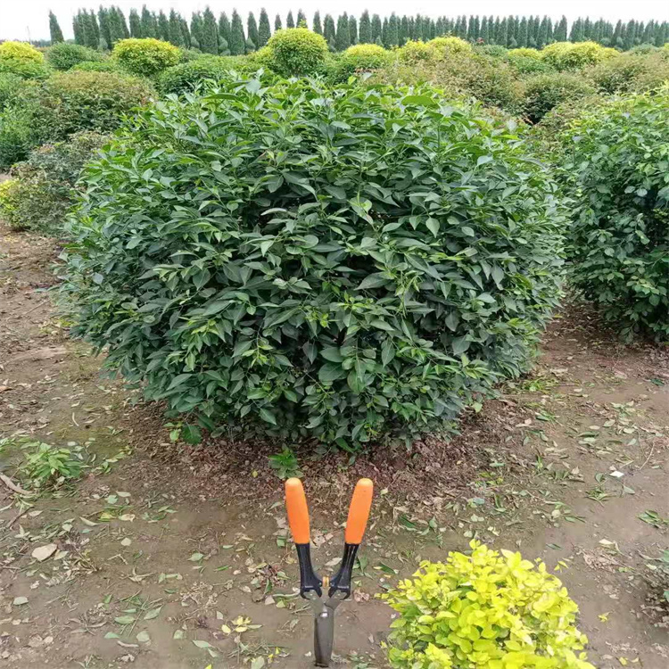 丛生茶条槭 三角枫小苗 茶条槭球 辽宁茶条槭营养杯苗  内蒙古丛生茶条槭  山西茶条槭小苗  甘肃三角枫小苗