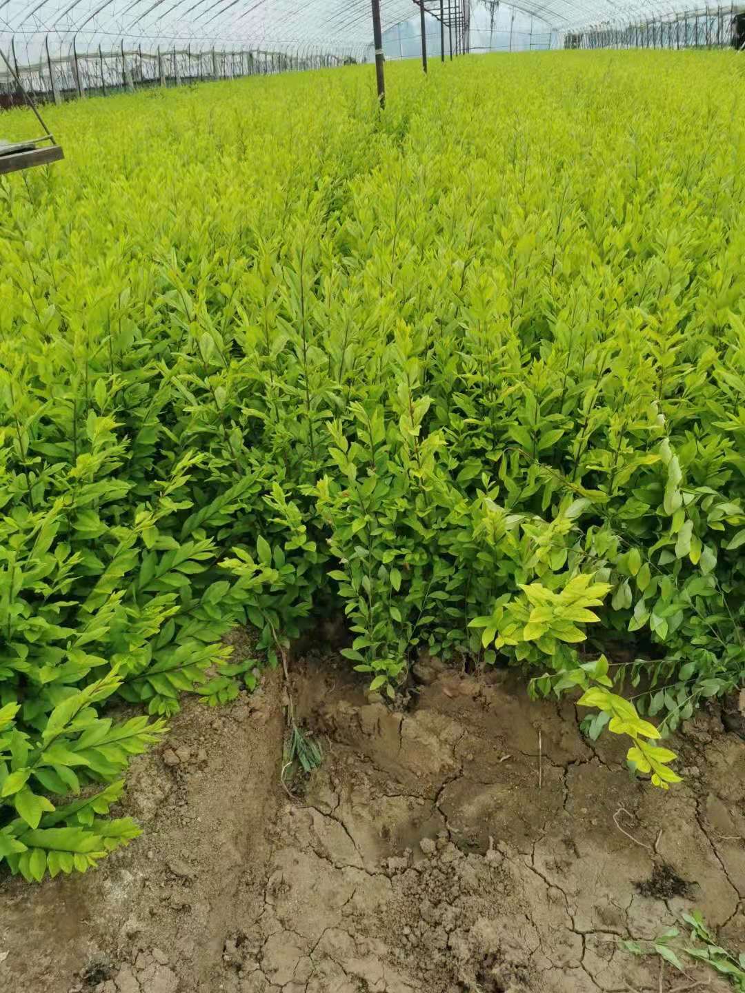 苗圃主营 水蜡小苗 金叶水蜡 紫叶水蜡 辽宁批发各种水蜡苗  内蒙古水蜡小苗  新疆水蜡小苗  甘肃水蜡小苗
