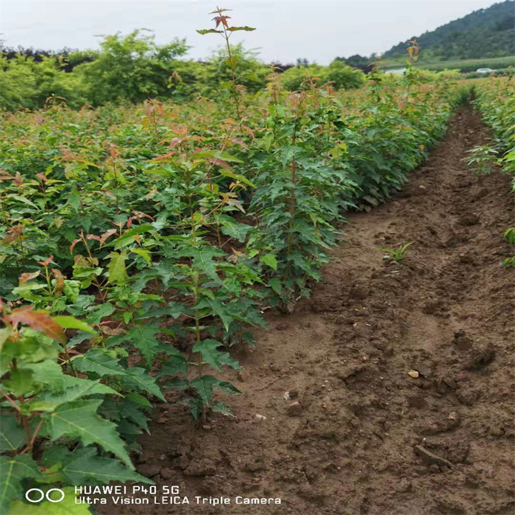 丛生茶条槭 三角枫小苗 茶条槭球 辽宁茶条槭营养杯苗  内蒙古丛生茶条槭  山西茶条槭小苗  甘肃三角枫小苗