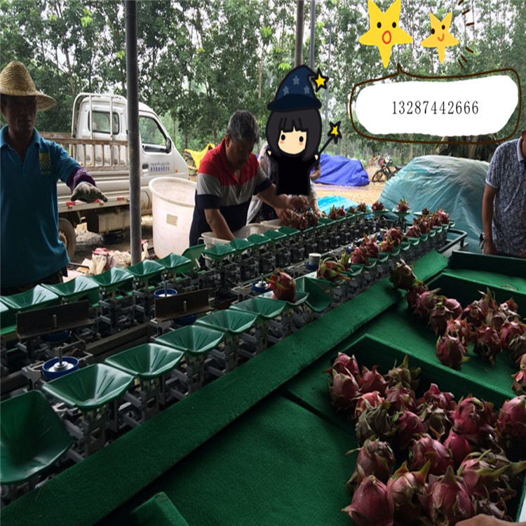 广东果蔬分大小的机器  火龙果分级机  火龙果选果机  火龙果分选机