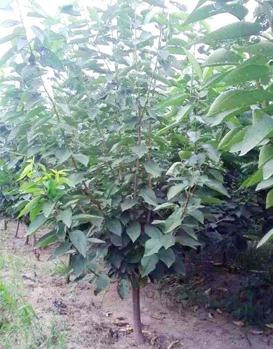 美早大樱桃苗种植厂家