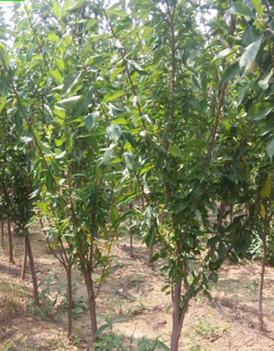 杏树苗种植厂家