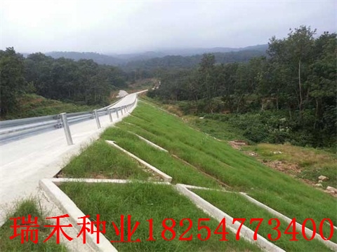 绿化草坪种子专用药马尼拉