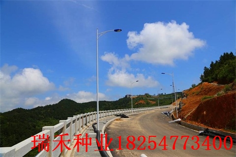 绿化花草品种价格大全早熟禾