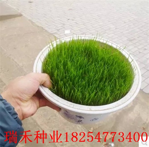 护坡草坪种子种植时间公园