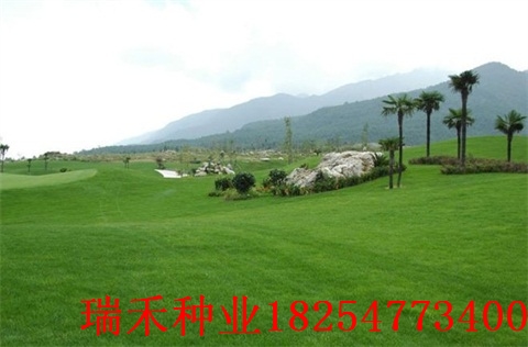 足球场草坪种子种二月兰