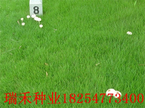 草坪种子草籽播种的季节二月兰