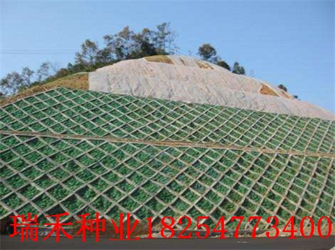 种植草坪种子品种山体护坡