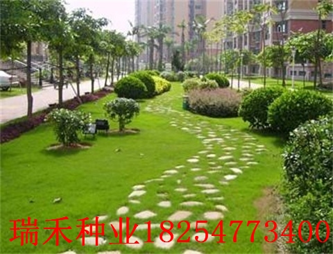 绿化花草品种价格大全早熟禾