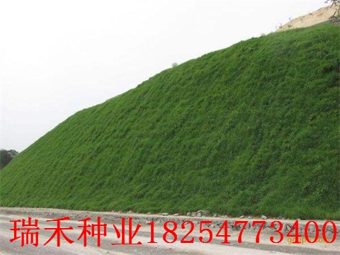 绿化草坪种子专用药马尼拉
