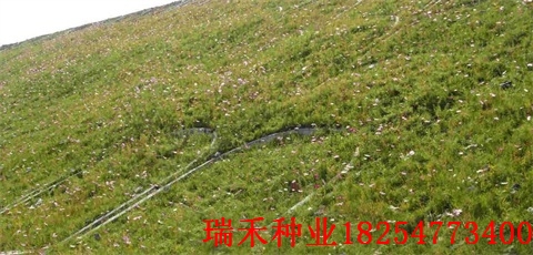 哪里的草坪种子比较多紫茅