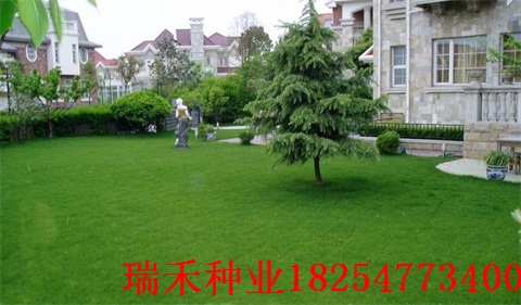 混播草坪种子1平方用多少黑麦草