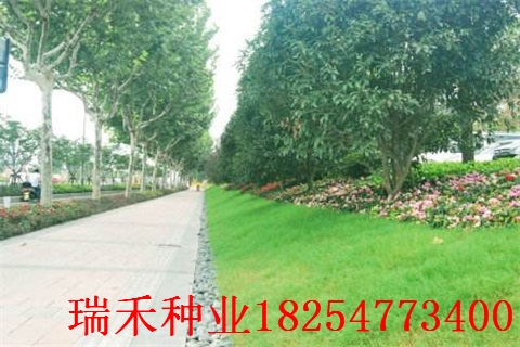 校园草坪种子足球场地广场