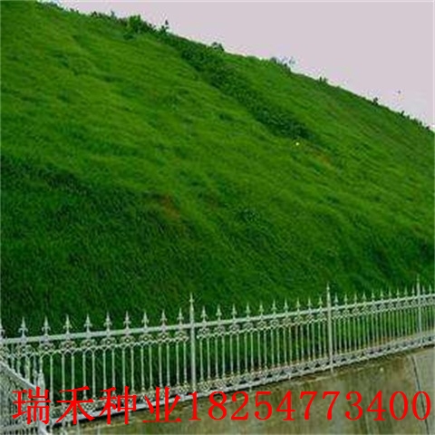 绿化草坪种子有几种品种厂区