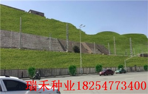 护坡撒哪种草种子好小区