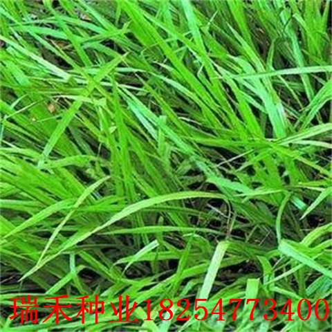 哪里的草坪种子比较多紫茅