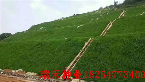 护坡撒哪种草种子好小区
