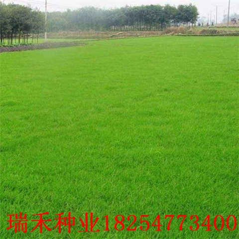 种植草坪种子品种山体护坡