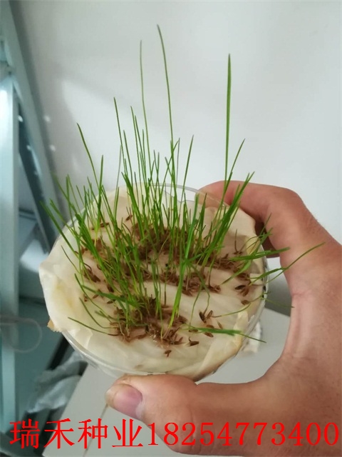 地平种什么草坪种子好看高茅
