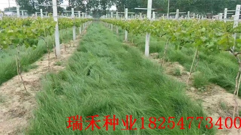 家庭庭院草坪种子哪个品种广场