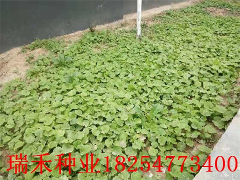 护坡草坪种子种植时间公园