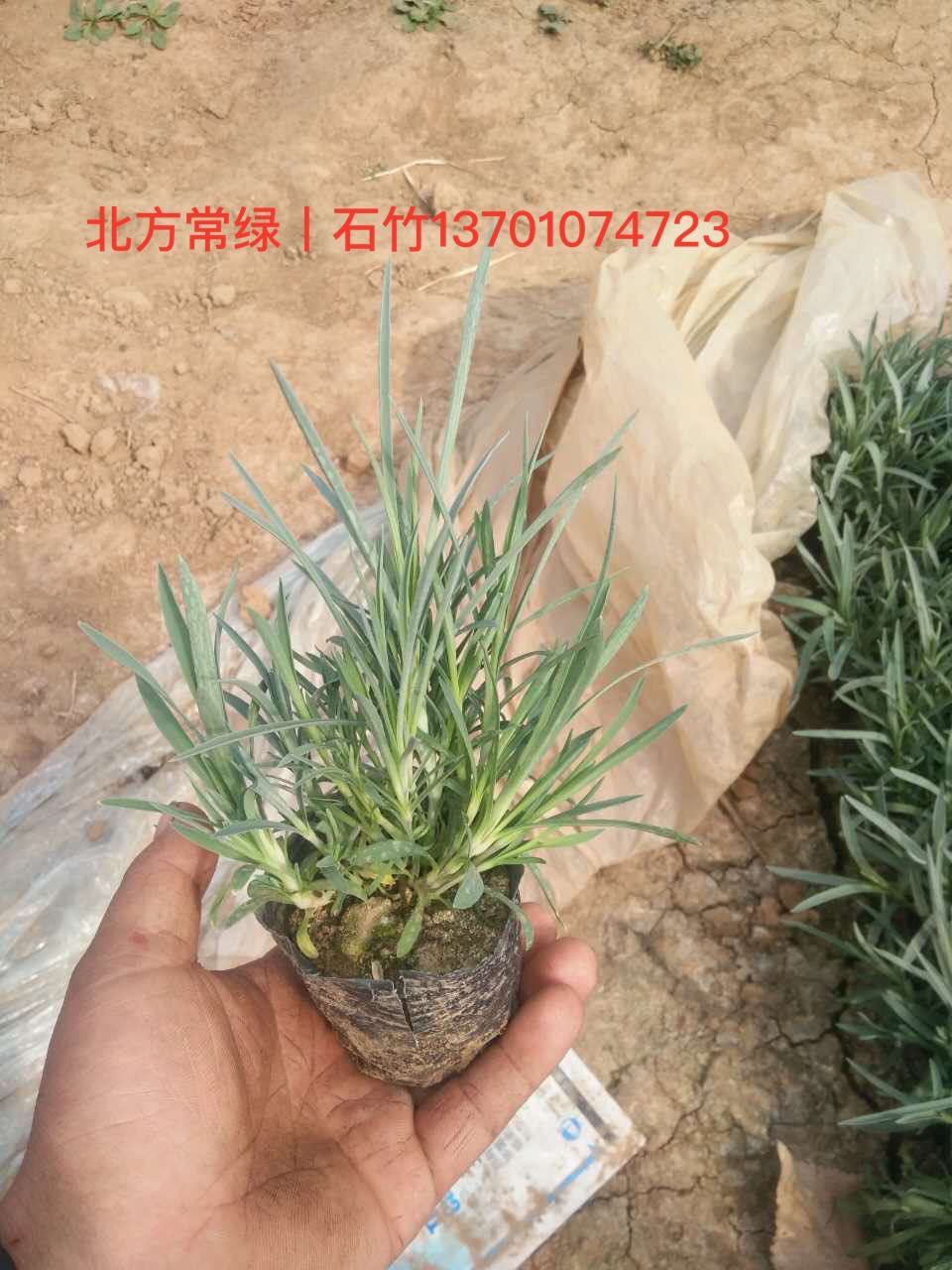 常夏石竹厂家供应营养杯苗 北京石竹基地批发最新报价&nbsp;&nbsp;石竹价格