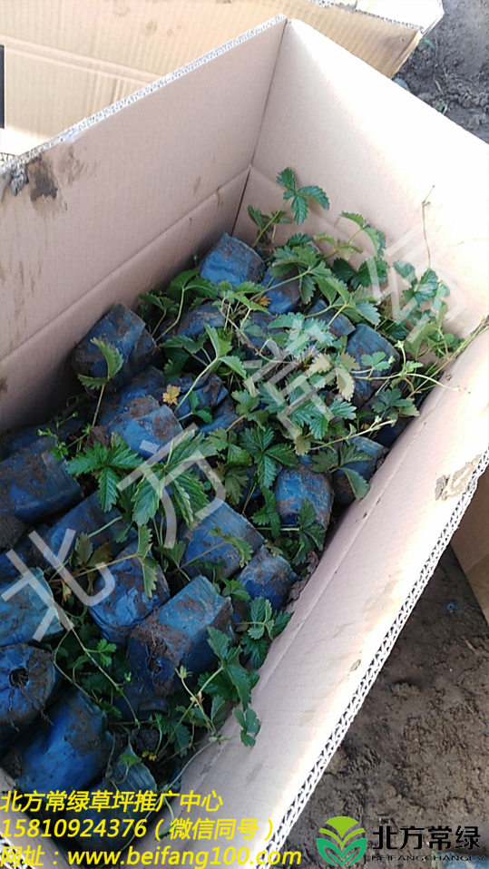委陵菜地栽苗批发价格是多少？北京委陵菜供应价格厂家&nbsp;&nbsp;委陵菜厂家