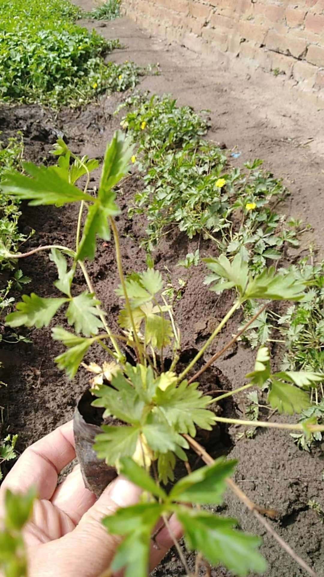 北京委陵菜批发基地厂家报价自产自销 直供小苗出售&nbsp;&nbsp;委陵菜基地&nbsp;&nbsp;委陵菜厂家