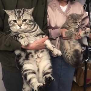 猫咪繁殖时注意事项&nbsp;&nbsp;科学养宠&nbsp;&nbsp;养宠无忧&nbsp;&nbsp;养宠心得