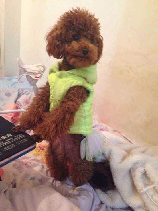 训练贵宾犬站立行走的危害&nbsp;&nbsp;科学养宠&nbsp;&nbsp;养宠无忧&nbsp;&nbsp;养宠心得
