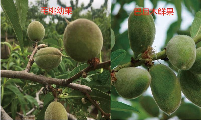 95%依托国外,鲜果长相却无人知晓,网友是我吃的巴旦木&nbsp;&nbsp;巴旦木种植&nbsp;&nbsp;扁桃种植