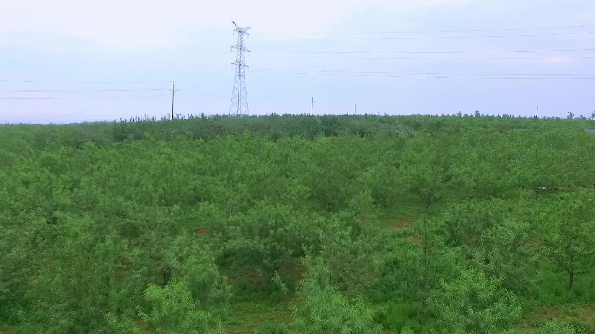 巴旦木要怎么种植?巴旦木的栽培技术 巴旦木种植 巴旦木怎么种植 巴旦木栽培技术