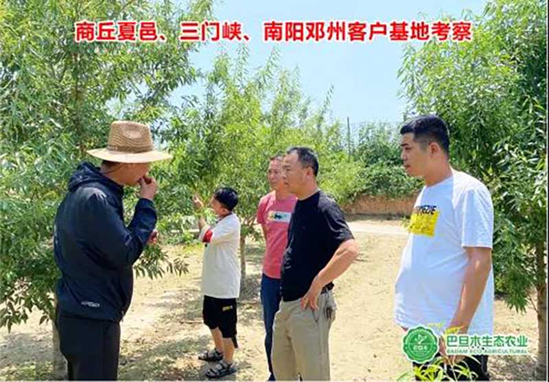 巴旦木种植-我国哪些地方适合种植巴旦木树苗&nbsp;&nbsp;巴旦木苗木