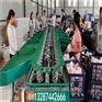 果蔬产后处理设备   阳丰脆柿子分级机   设备参数和功能介
