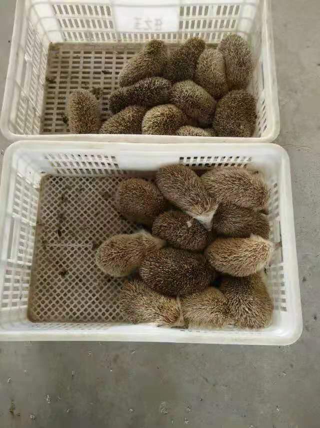 刺猬,刺猬皮,刺猬粉一只一块一袋的价格各有区别,商家  刺猥皮  刺猬皮粉