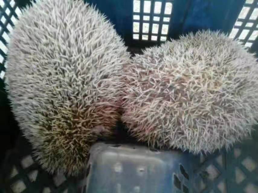 刺猬,刺猬皮,刺猬粉一只一块一袋的价格各有区别,商家  刺猥皮  刺猬皮粉