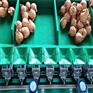 河北秋月梨分选机  不伤果  防碰果  保证产品质量 提高收