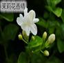 茉莉香精 清新茉莉香精