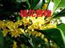 洗手液香精 飘香桂花香精