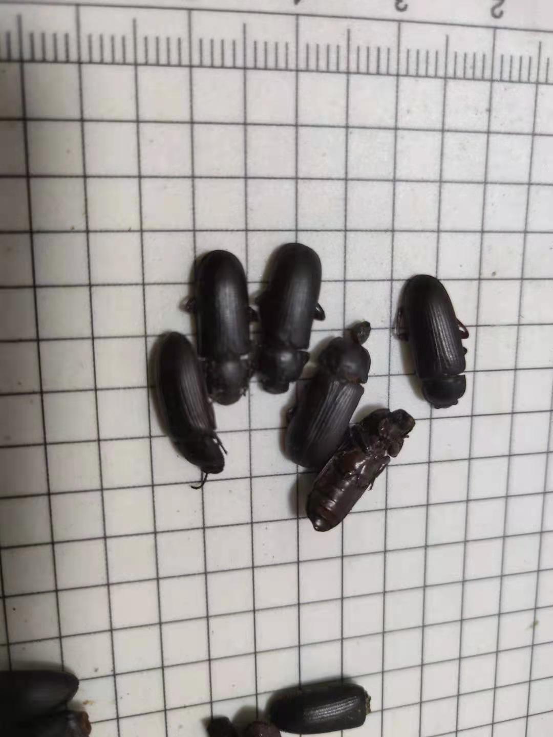 叩头虫,磕头虫,跳博虫要买做药的可以找我买,商家  叩头虫那里买到