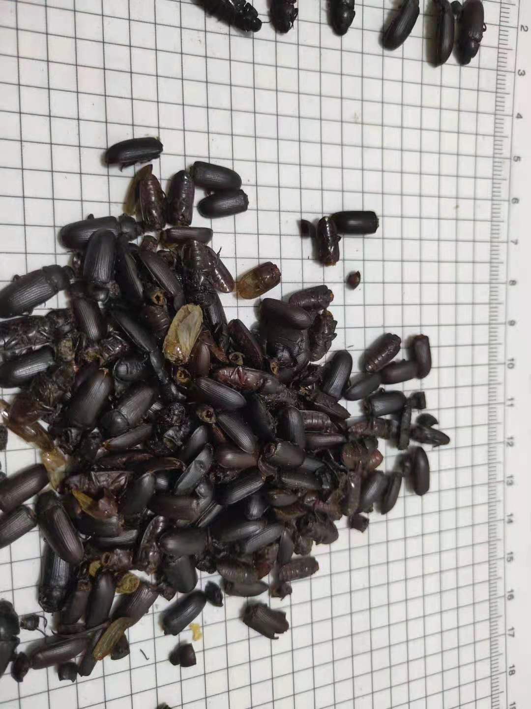 叩头虫,磕头虫,跳博虫要买做药的可以找我买,商家  叩头虫那里买到