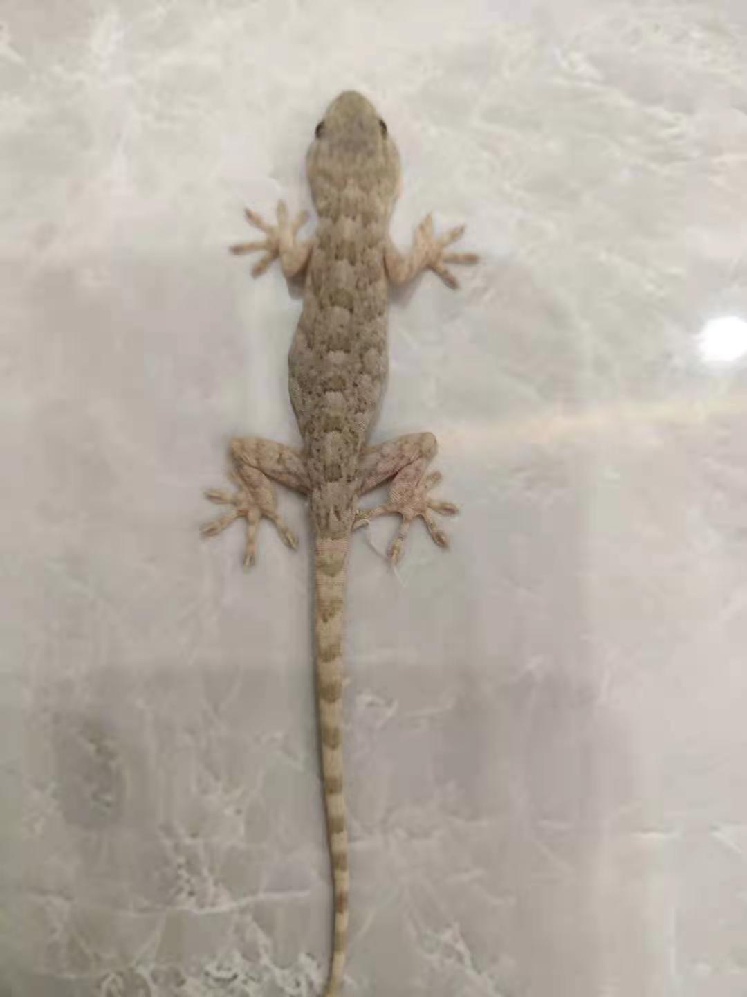 出售蜥蜴,四脚蛇,麻蛇子,守宫