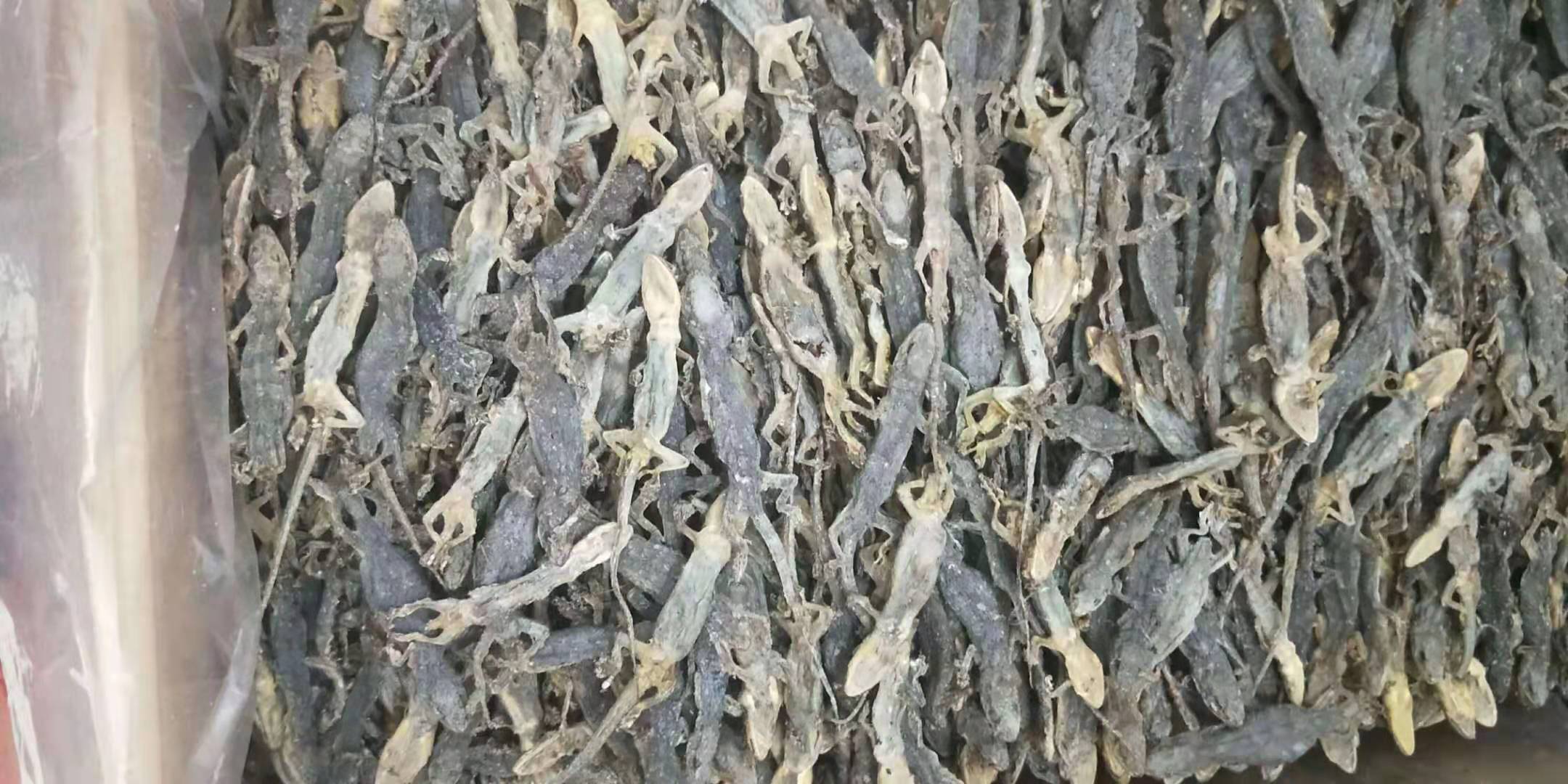 活壁虎，活体壁虎能买到，商家  壁虎那里能买到