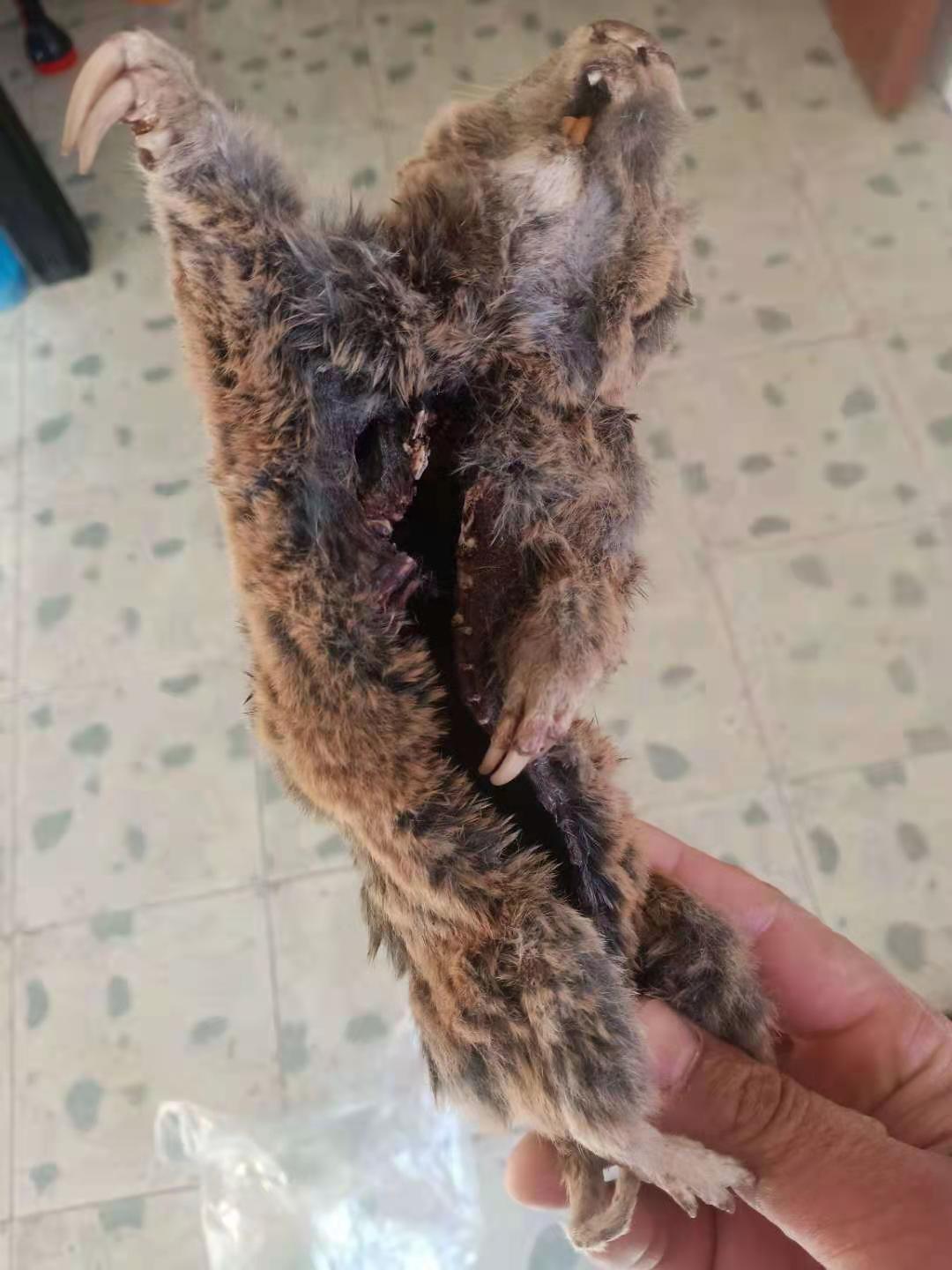 鼢鼠，鼢鼠骨，鼢鼠骨粉组成部分和识别方法